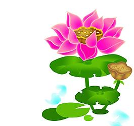 荷花圖片