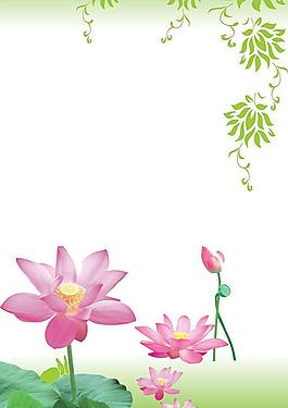 荷花圖片