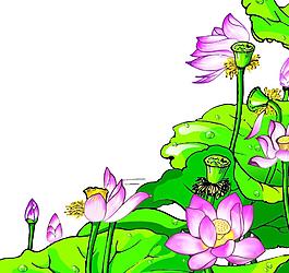 荷花圖片