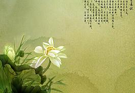 荷花圖片