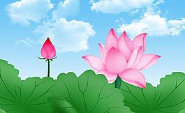 荷花圖片