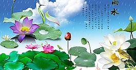 荷花圖片