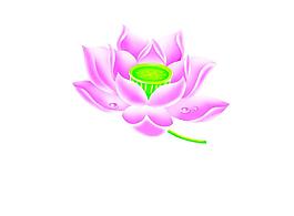 荷花圖片