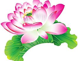 荷花圖片