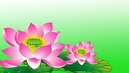 荷花圖片