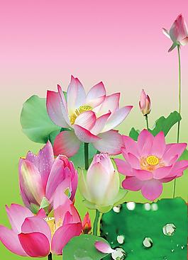 荷花圖片
