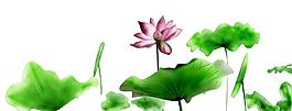荷花圖片