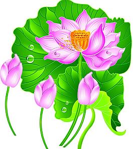 荷花圖片