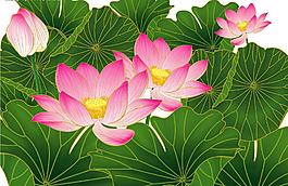 荷花圖片