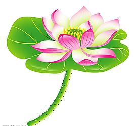 荷花圖片
