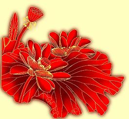 荷花圖片
