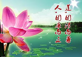 荷花圖片