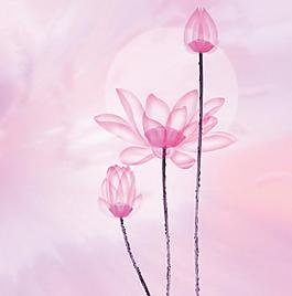 荷花圖片