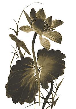 荷花圖片