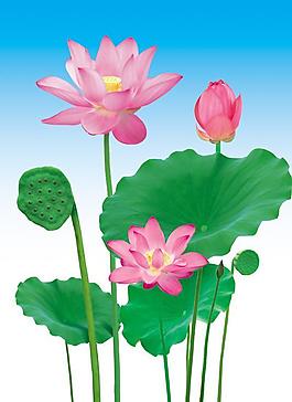 荷花圖片