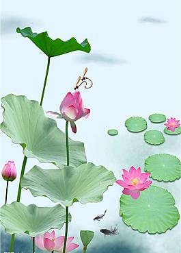 荷花圖片