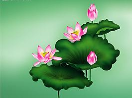 荷花圖片