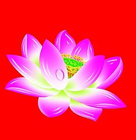 荷花圖片