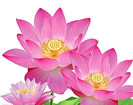 荷花圖片