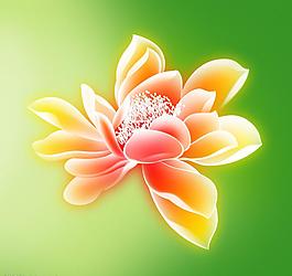 荷花圖片