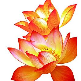 荷花圖片