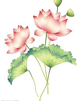荷花圖片
