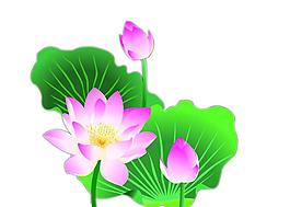 荷花圖片