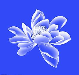 荷花圖片
