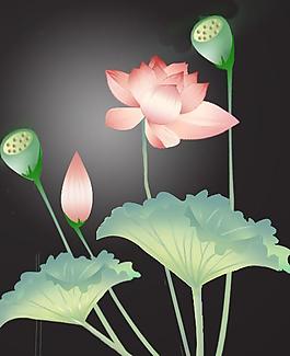 荷花圖片