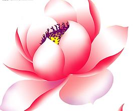荷花圖片