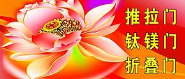 荷花 展板圖片