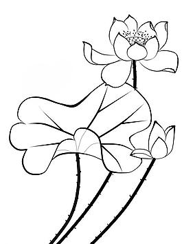 白描荷花圖片