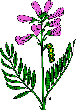 紫色的花剪輯藝術(shù)