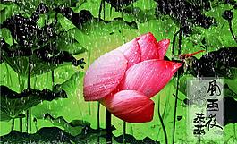風(fēng)雨荷花圖片