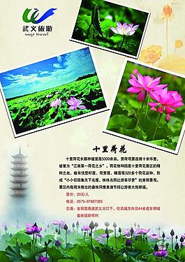 荷花展板圖片
