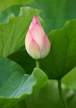 荷花 蓮花圖片