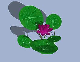荷花3d模型圖片