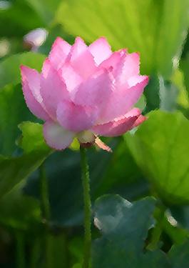 荷花 蓮花圖片