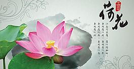 中國名花之荷花圖片