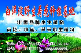 白洋淀野生荷花圖片