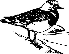 步行鳥的動物剪輯藝術