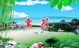 賞荷圖片
