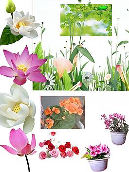 花草圖片