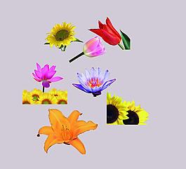 花朵圖片