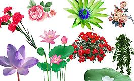 花朵素材图片