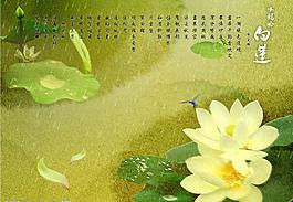 白蓮圖片