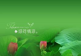 綠荷圖片