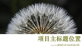 飄飛蒲公英PPT模板