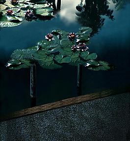 荷塘 花池圖片