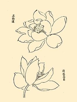 芥子园画谱 花卉图片